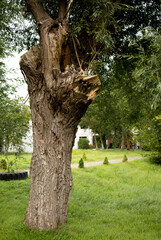 an old willow tree in the yard whose trunk has been damaged by pests due to old age, creating an interesting shape