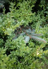 a picture in the garden where a blue pine and a green hedge mixed together, creating a blue-green background