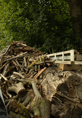 Firewood harvested for the winter from tree branches in the yard of a house in the village
