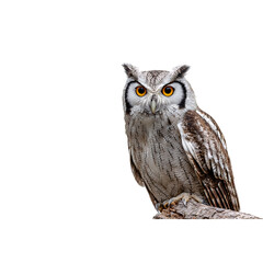 Naklejka premium Majestic Southern White Faced Owl perched on branch with piercing amber eyes, capturing wisdom and mystery in sharp detail