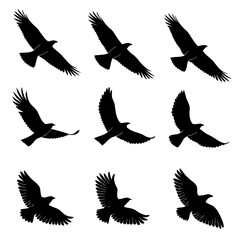 Fototapeta premium Nine black silhouette illustrations of birds in flight on a white background flying