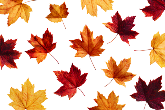  Artistic Watercolor Painting of Mixed Autumn Maple Leaves, Soft Gradient Tones, Isolated on Transparent Background