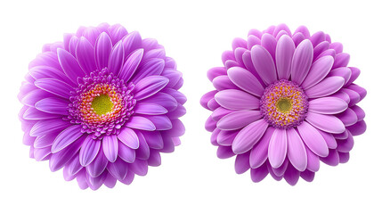 purple and pink daisy flower collection on transparent background,violet,
Lavender.