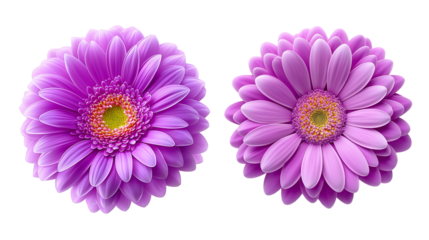purple and pink daisy flower collection on transparent background,violet,
Lavender.