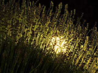 Backlit Lavender at Night