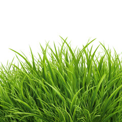 Fototapeta premium Dense Green Grass Texture with Sharp Blades on Transparent Background lawn meadow, Isolated On White, Png Transparent, Cut Out
