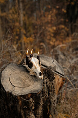 animal skull with burning black candles on tree stump, forest nature background. autumn season....