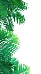 Lush tropical palm fronds, vibrant green, detailed leaves, frame design, isolated on white background