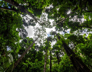 Fototapeta premium Serene low angle perspective looking up at majestic green forest canopy. Tall tree with vibrant leaf against cloudy sky create tranquil scene