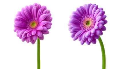 purple and pink daisy flower collection on transparent background,violet,
Lavender.