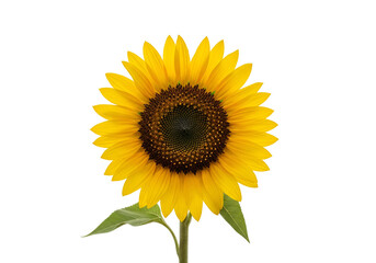 Fototapeta premium Bright and vibrant sunflower with yellow petals and green leaves isolated on black background