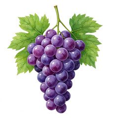 Fototapeta premium Watercolor Grapes Drawing PNG Transparent Background