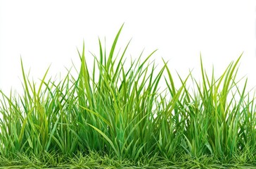 Fototapeta premium Lush green grass blades against white background