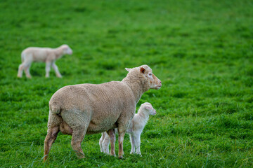 Obraz premium A ewe stands protectively beside her lamb in a vibrant green field near Caledon, Western Cape, South Africa. The tranquil rural scene captures maternal care and natural beauty in the countryside.