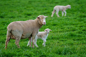 A ewe stands protectively beside her lamb in a vibrant green field near Caledon, Western Cape, South Africa. The tranquil rural scene captures maternal care and natural beauty in the countryside.