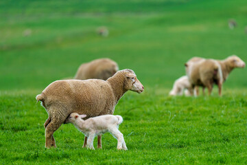 A ewe stands protectively beside her lamb in a vibrant green field near Caledon, Western Cape, South Africa. The tranquil rural scene captures maternal care and natural beauty in the countryside.