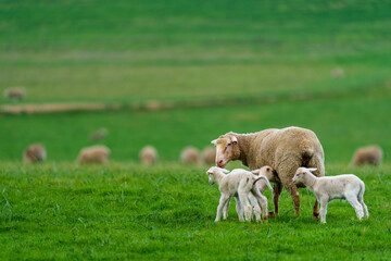 Obraz premium A ewe stands protectively beside her lamb in a vibrant green field near Caledon, Western Cape, South Africa. The tranquil rural scene captures maternal care and natural beauty in the countryside.
