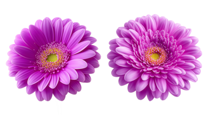 purple and pink daisy flower collection on transparent background,violet,
Lavender.