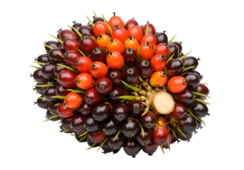 Close-up of a cluster of oil palm fruits in various stages of ripeness on a black background