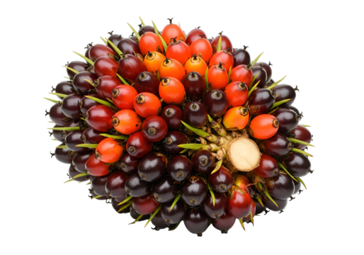 Close-up of a cluster of oil palm fruits in various stages of ripeness on a black background