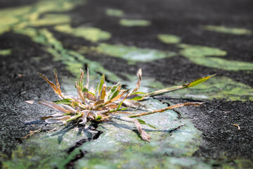 low angle view of crabgrass growing through a crack of concrete or asphalt.