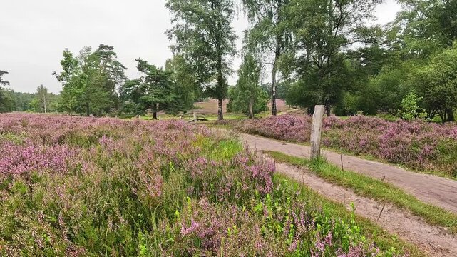 The B&uuml;senbachtal in the L&uuml;neburg Heath