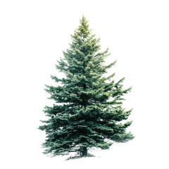 Obraz premium Tall evergreen fir tree with dense needles on a black background evergreen tree conifer, Isolated On White, Png Transparent, Cut Out