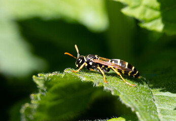 wasp on leaf