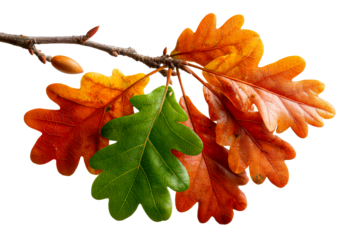Oak branch with red-orange and green leaves and an acorn