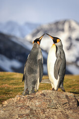 Pair of King Penguins at sunrise (Aptenodytes patagonicus), St Andrew's Bay, South Georgia
