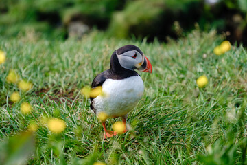 A vibrant puffin walks among yellow wildflowers in the lush green landscapes of Iceland. This charming bird thrives in the natural habitat, showcasing the beauty of Icelandic wildlife during summer.