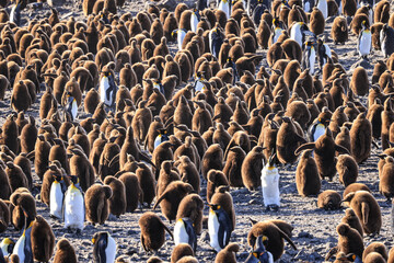 Colony of King Penguins and chicks at sunrise (Aptenodytes patagonicus), St Andrew's Bay, South Georgia