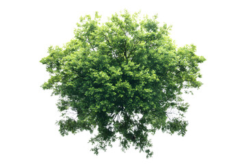 Lush green tree with dense foliage against a clear backdrop, isolated on transparent background