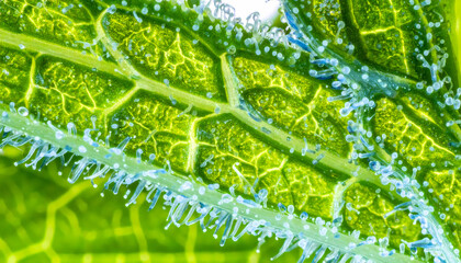 Plant leaf closeup detail