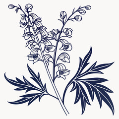 aconitum variegatum on white background 
