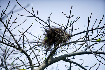 Nest on Branches of a Bare Tree Against Clear Blue Sky