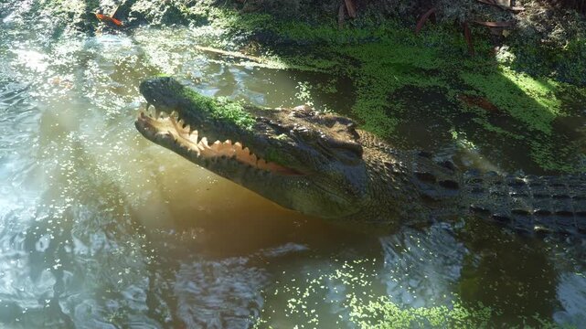 Close-Up Medium Shot of Moss-Covered Crocodile Snapping at Bait in Swamp Waters. The dramatic wildlife behaviour highlights the raw power, danger, and survival instincts of this apex predator.