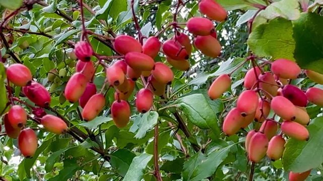 Beautiful barberry berries
