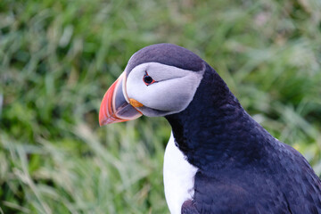 Naklejka premium Close-up of a vibrant puffin, showcasing its striking beak and unique features. This charming bird is nestled among the green grass of Iceland, capturing the essence of the islands wildlife.