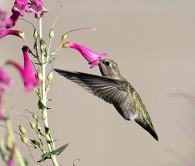 hummingbird with flower