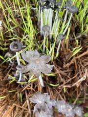 Mushroom 