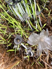 close up of a mushroom