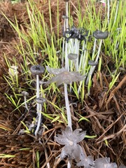 mushrooms in the grass