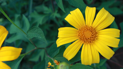 Tithonia diversifolia flower on blur background