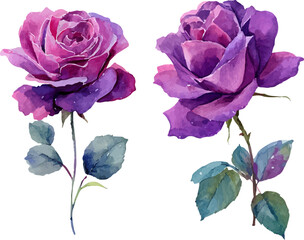 Fototapeta premium bouquet of roses