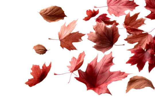 Falling red leaves in autumn season