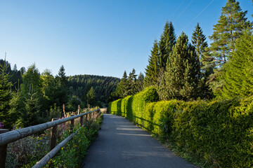 Asphalt road with wooden fence, green hedge and power lines leading into forest landscape.
