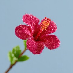 Vibrant hibiscus flower with morning dew in misty background