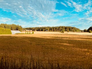 Golden Grain Field under Summer Sky in Rural Finland