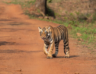 Royal bengal tiger walking on the forest road. Close up, selective focus.